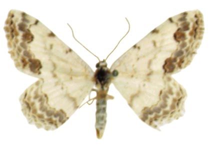 Scopula decorata (Denis & Schiffermüller, 1775) attēls