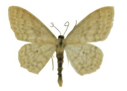 Scopula floslactata (Haworth, 1809) attēls