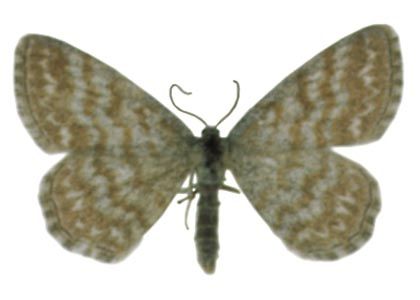 Scopula immorata (Linnaeus, 1758) attēls