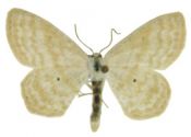 Scopula immutata (Linnaeus, 1758) attēls