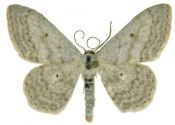 Scopula incanata (Linnaeus, 1758) attēls