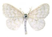 Scopula nemoraria (Hübner, 1799) attēls