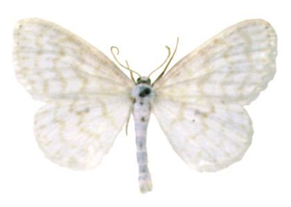 Scopula nemoraria (Hübner, 1799) attēls