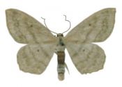 Scopula nigropunctata (Hufnagel, 1767) attēls