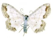 Scopula ornata (Scopoli, 1763) attēls