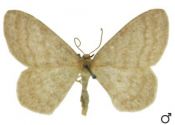 Scopula ternata (Schrank, 1802) attēls