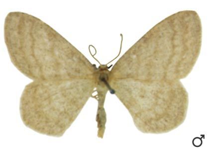 Scopula ternata (Schrank, 1802) attēls