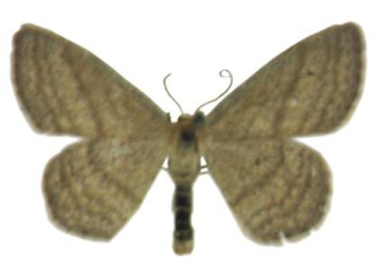 Scopula virgulata (Denis & Schiffermüller, 1775) attēls