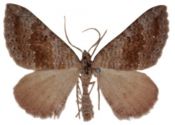 Scotopteryx bipunctaria (Denis & Schiffermüller, 1775) attēls