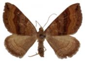 Scotopteryx chenopodiata (Linnaeus, 1758) attēls