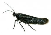 Scythris inspersella (Hübner, 1817) attēls