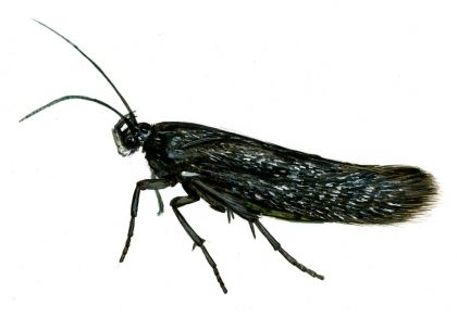 Scythris inspersella (Hübner, 1817) attēls