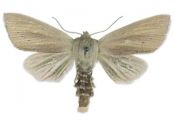 Sedina buettneri (E.Hering, 1858) attēls