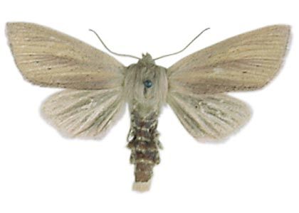 Sedina buettneri (E.Hering, 1858) attēls