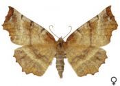 Selenia dentaria (Fabricius, 1775) attēls