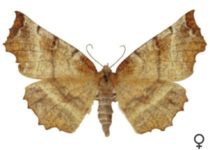 Selenia dentaria (Fabricius, 1775) attēls