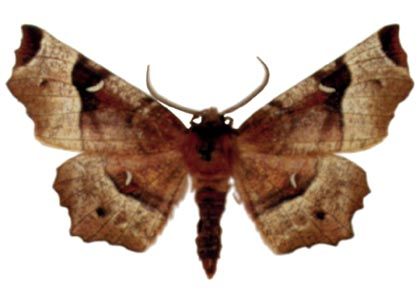 Selenia tetralunaria (Hufnagel, 1767) attēls