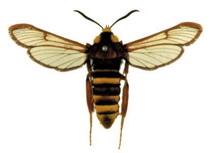 Sesia apiformis (Clerck, 1759) attēls