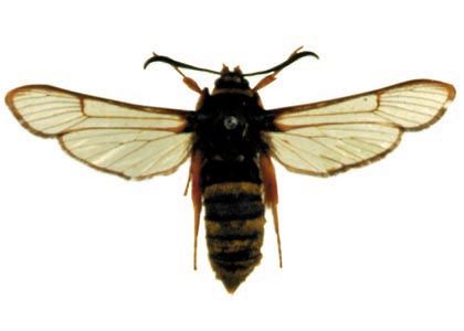 Sesia bembeciformis (Hübner, 1806) attēls