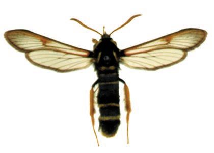 Sesia melanocephala Dalman, 1816 attēls