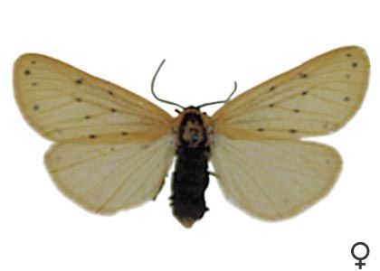 Setina irrorella (Linnaeus, 1758) attēls