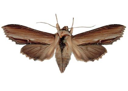 Shargacucullia verbasci (Linnaeus, 1758) attēls