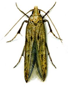 Sitotroga cerealella (Olivier, 1789) attēls