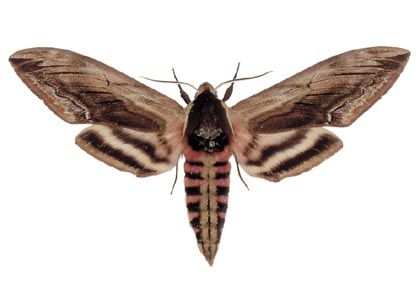 Sphinx ligustri (Linnaeus, 1758) attēls