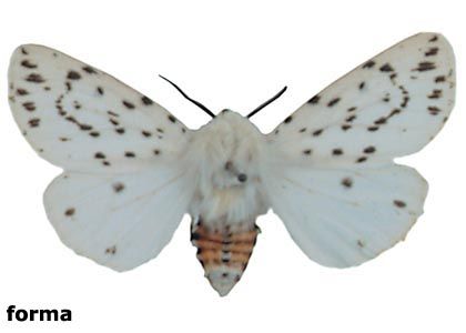 Spilosoma lubricipeda (Linnaeus, 1758) attēls