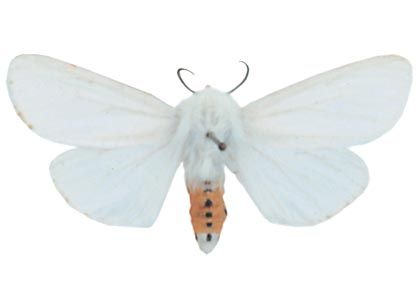 Spilosoma urticae (Esper, 1789) attēls