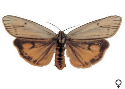 Spiris striata (Linnaeus, 1758) attēls