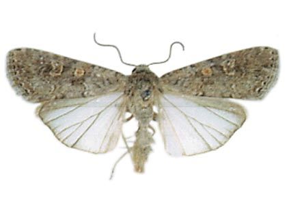 Spodoptera exigua (Hübner, 1808) attēls