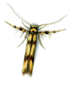 Stathmopoda pedella (Linnaeus, 1761) attēls