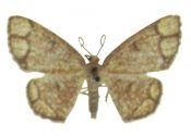 Stegania cararia (Hübner, 1790) attēls