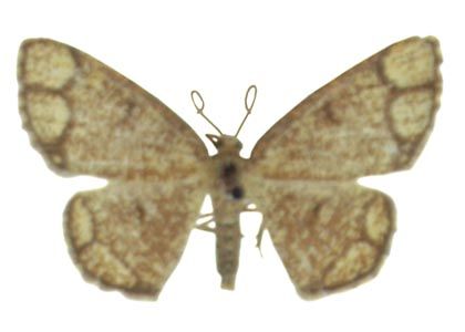 Stegania cararia (Hübner, 1790) attēls