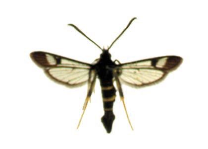 Synanthedon flaviventris (Staudinger, 1883) attēls