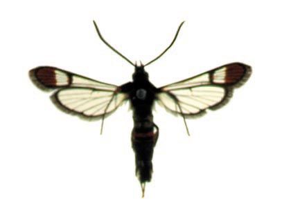 Synanthedon formicaeformis (Esper, 1783) attēls