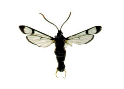 Synanthedon mesiaeformis (Herrich-Schäffer, 1846) attēls