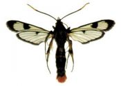 Synanthedon scoliaeformis (Borkhausem, 1789) attēls