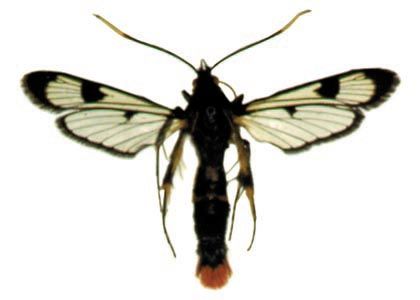 Synanthedon scoliaeformis (Borkhausem, 1789) attēls