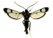 Synanthedon spheciformis (Denis & Schiffermüller, 1775) attēls