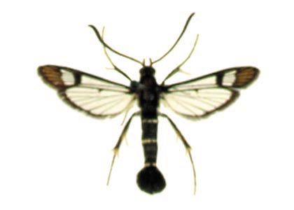 Synanthedon tipuliformis (Clerck, 1759) attēls