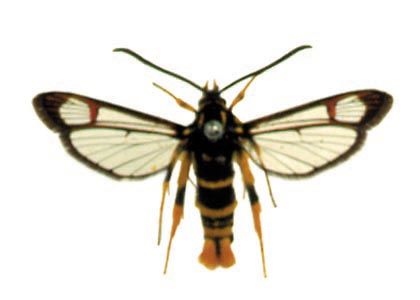 Synanthedon vespiformis (Linnaeus, 1761) attēls