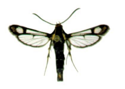 Synasphecia triannuliformis (Freyer, 1845) attēls