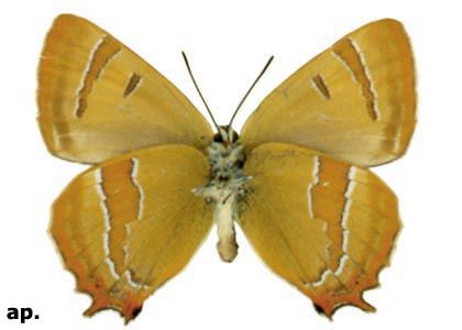 Thecla betulae (Linnaeus, 1758) attēls