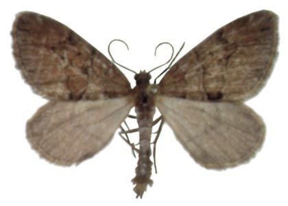 Thera cognata (Thunberg, 1792) attēls