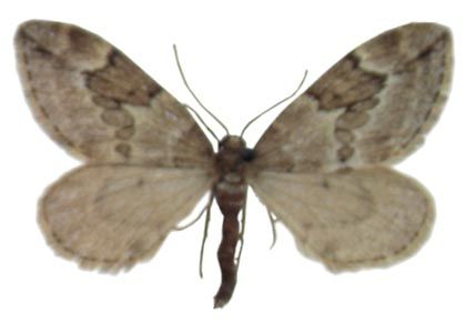 Thera juniperata (Linnaeus, 1758) attēls