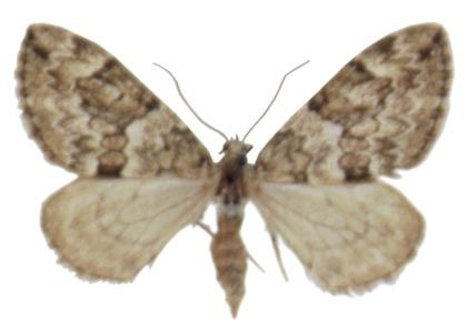 Thera variata (Denis & Schiffermüller, 1775) attēls