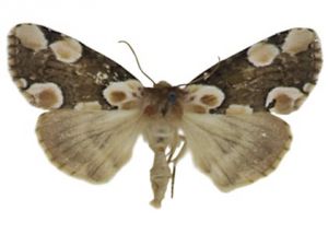 kazeņu vilnkājis attēls