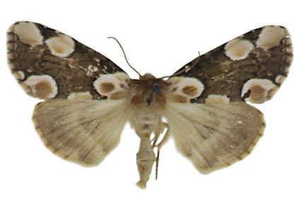 Thyatira batis (Linnaeus, 1758) attēls